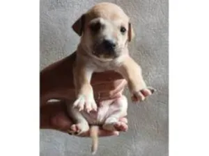 Cachorro raça SRD-ViraLata idade Abaixo de 2 meses nome NÃO POSSUI AINDA 