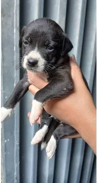 Cachorro ra a SRD-ViraLata idade Abaixo de 2 meses nome NÃO POSSUI AINDA 