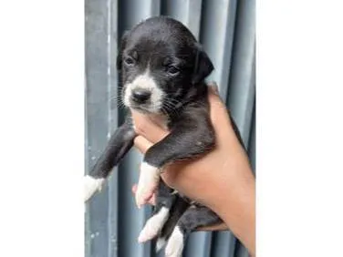 Cachorro ra a SRD-ViraLata idade Abaixo de 2 meses nome NÃO POSSUI AINDA 