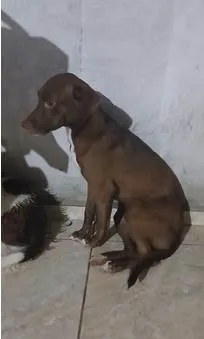 Cachorro ra a SRD-ViraLata idade 7 a 11 meses nome NALA