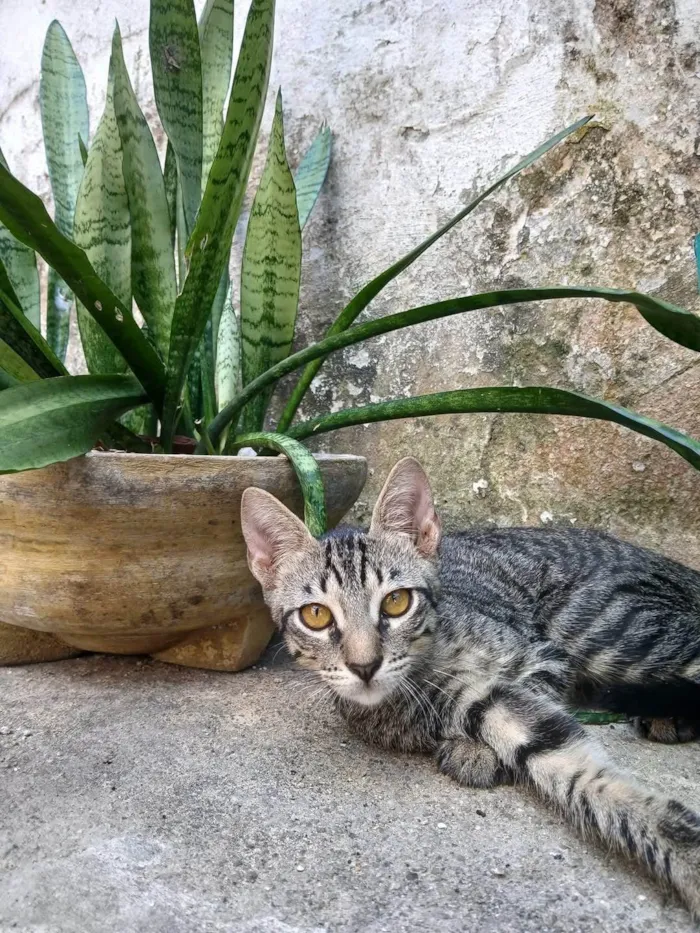 Gato ra a SRD-ViraLata idade 2 a 6 meses nome Sr Batata