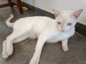 Gato raça SRD-ViraLata idade 2 anos nome Choquito