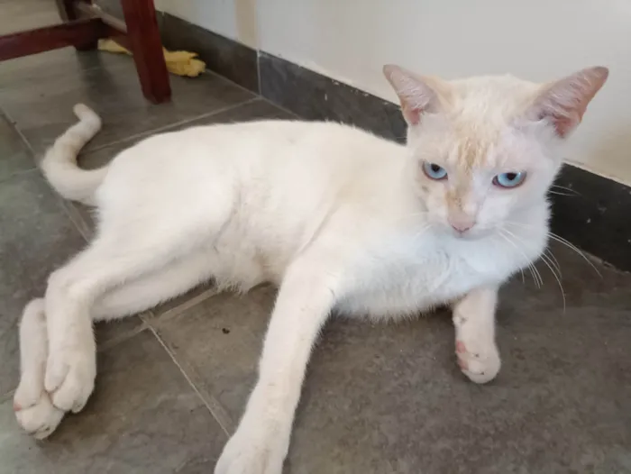 Gato ra a SRD-ViraLata idade 2 anos nome Choquito