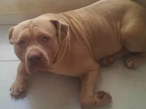 Cachorro raça Pit-Bull idade 2 anos nome Zeus