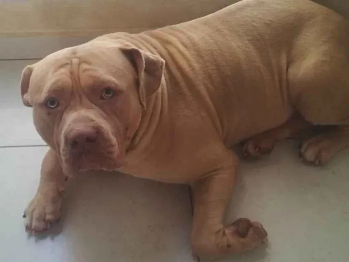 Cachorro ra a Pit-Bull idade 2 anos nome Zeus