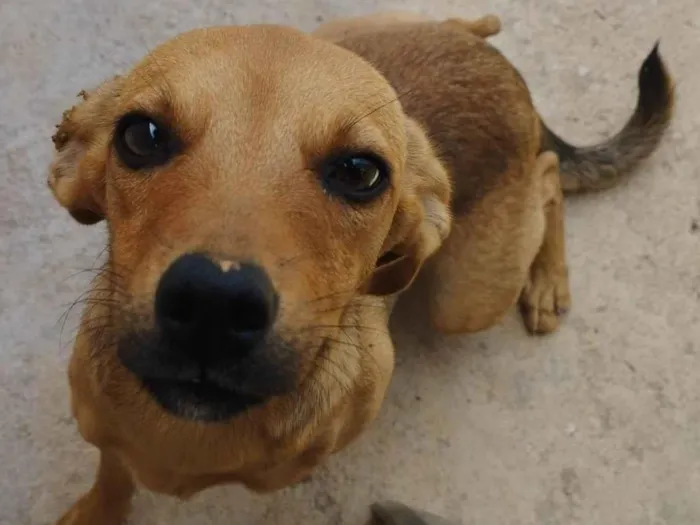 Cachorro ra a SRD-ViraLata idade 1 ano nome Judite 