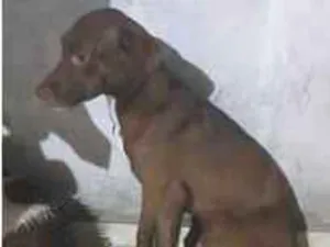 Cachorro raça SRD-ViraLata idade 7 a 11 meses nome NALA