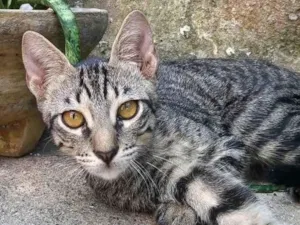 Gato raça SRD-ViraLata idade 2 a 6 meses nome Sr Batata