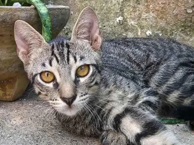 Gato ra a SRD-ViraLata idade 2 a 6 meses nome Sr Batata