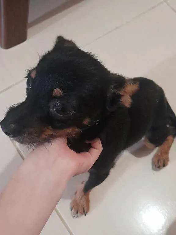 Cachorro ra a SRD-ViraLata idade 2 anos nome João Grilo