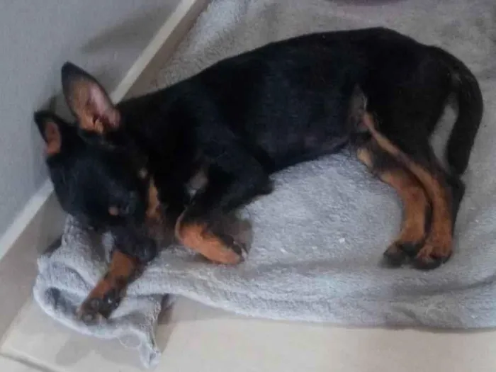 Cachorro ra a SRD-ViraLata idade 2 anos nome João Grilo