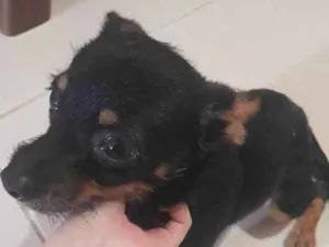 Cachorro raça SRD-ViraLata idade 2 anos nome João Grilo