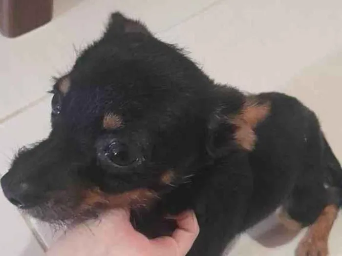 Cachorro ra a SRD-ViraLata idade 2 anos nome João Grilo