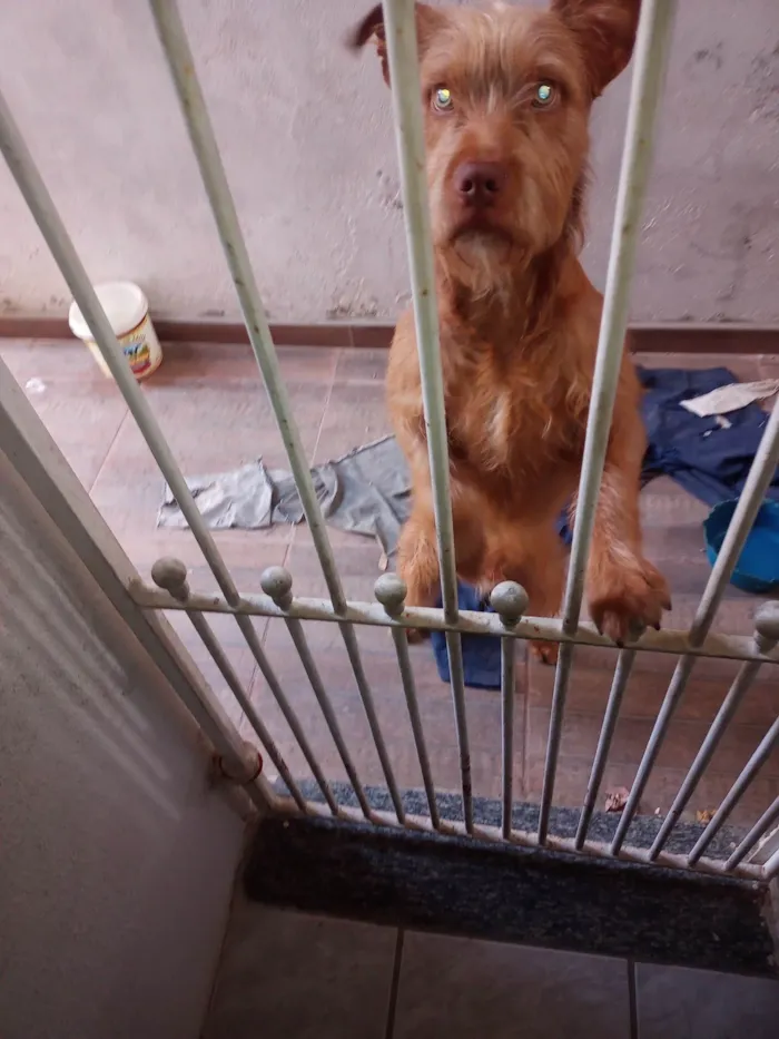 Cachorro ra a SRD-ViraLata idade 7 a 11 meses nome Luke 