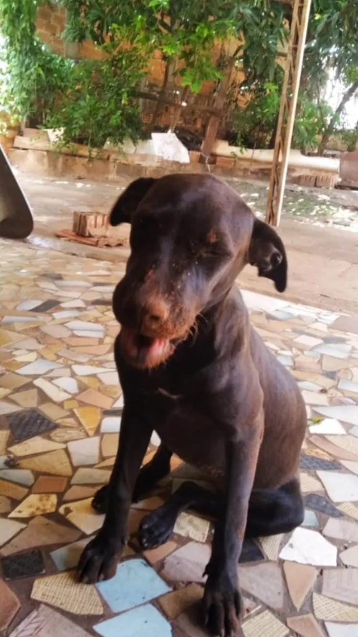 Cachorro ra a SRD-ViraLata idade 2 a 6 meses nome Poliana