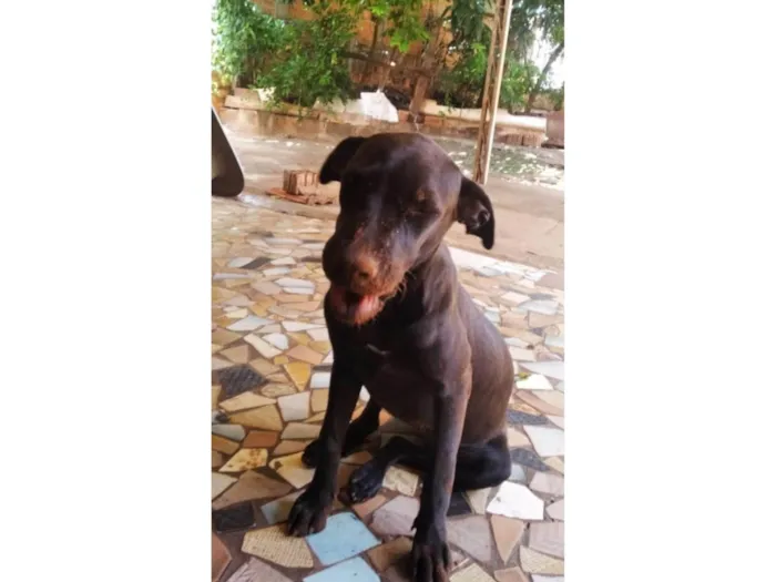 Cachorro ra a SRD-ViraLata idade 2 a 6 meses nome Poliana