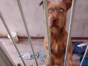 Cachorro raça SRD-ViraLata idade 7 a 11 meses nome Luke 