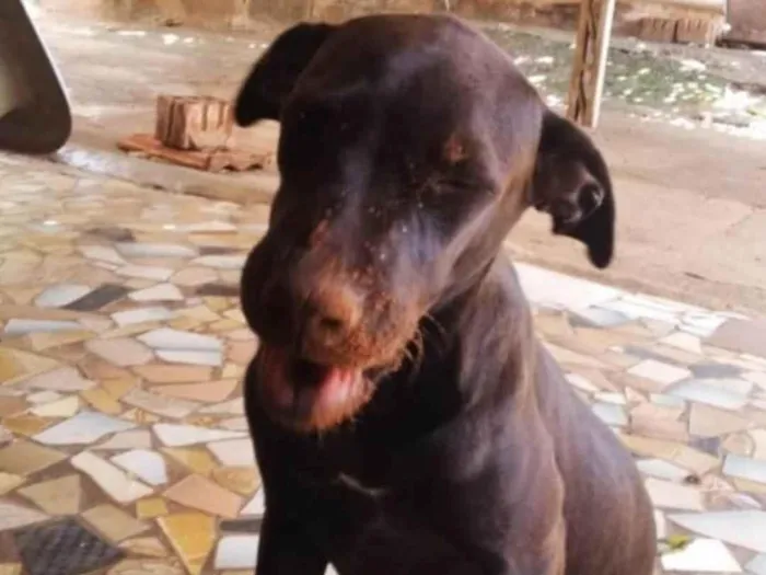 Cachorro ra a SRD-ViraLata idade 2 a 6 meses nome Poliana