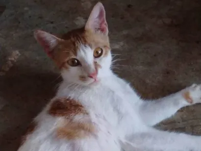 Gato raça SRD-ViraLata idade 7 a 11 meses nome Pipoca -Castrado 