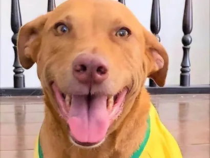 Cachorro raça Labrador idade 5 anos nome Mel