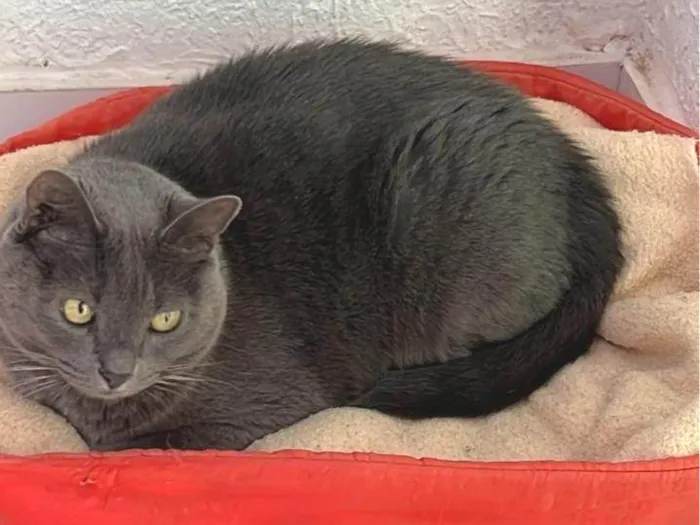 Gato ra a Exótico idade 4 anos nome Zeus