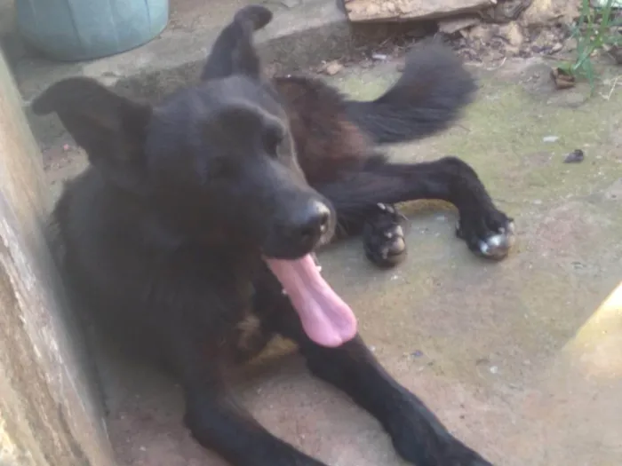 Cachorro ra a Pastor Alemão idade 2 anos nome Rex