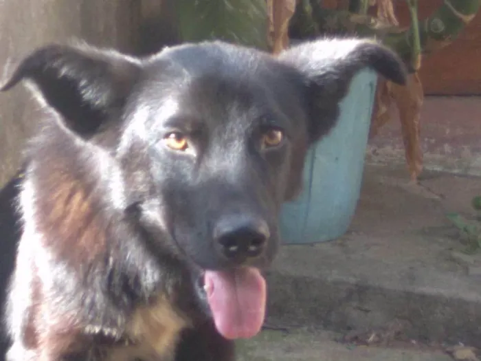 Cachorro ra a Pastor Alemão idade 2 anos nome Rex