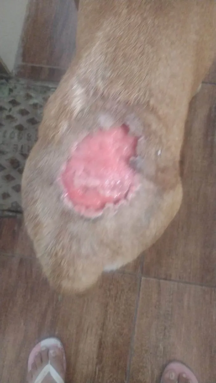 Cachorro ra a Labrador idade 5 anos nome Tangerina