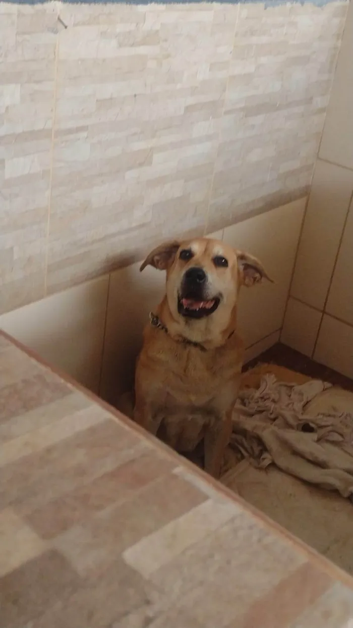 Cachorro ra a Labrador idade 5 anos nome Tangerina