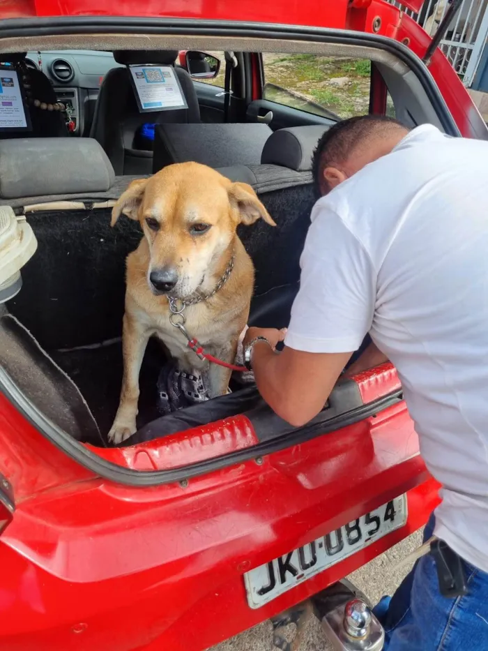 Cachorro ra a Labrador idade 5 anos nome Tangerina