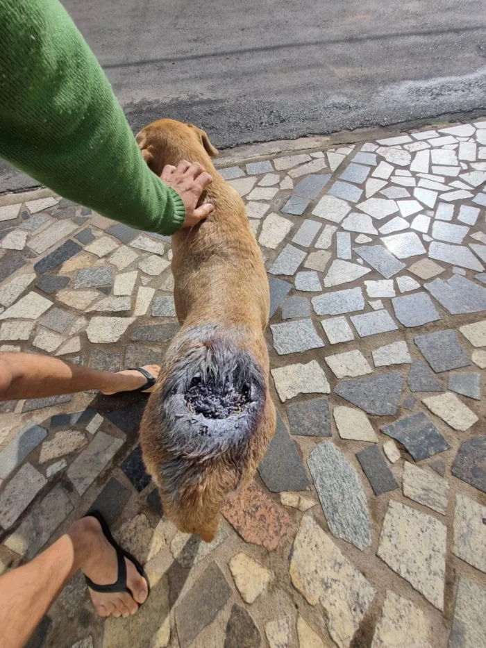 Cachorro ra a Labrador idade 5 anos nome Tangerina