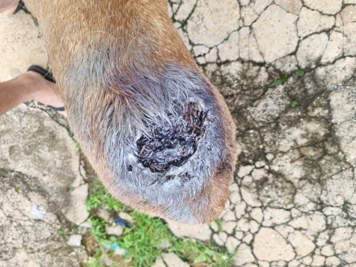 Cachorro ra a Labrador idade 5 anos nome Tangerina