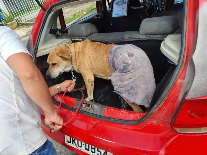 Cachorro ra a Labrador idade 5 anos nome Tangerina