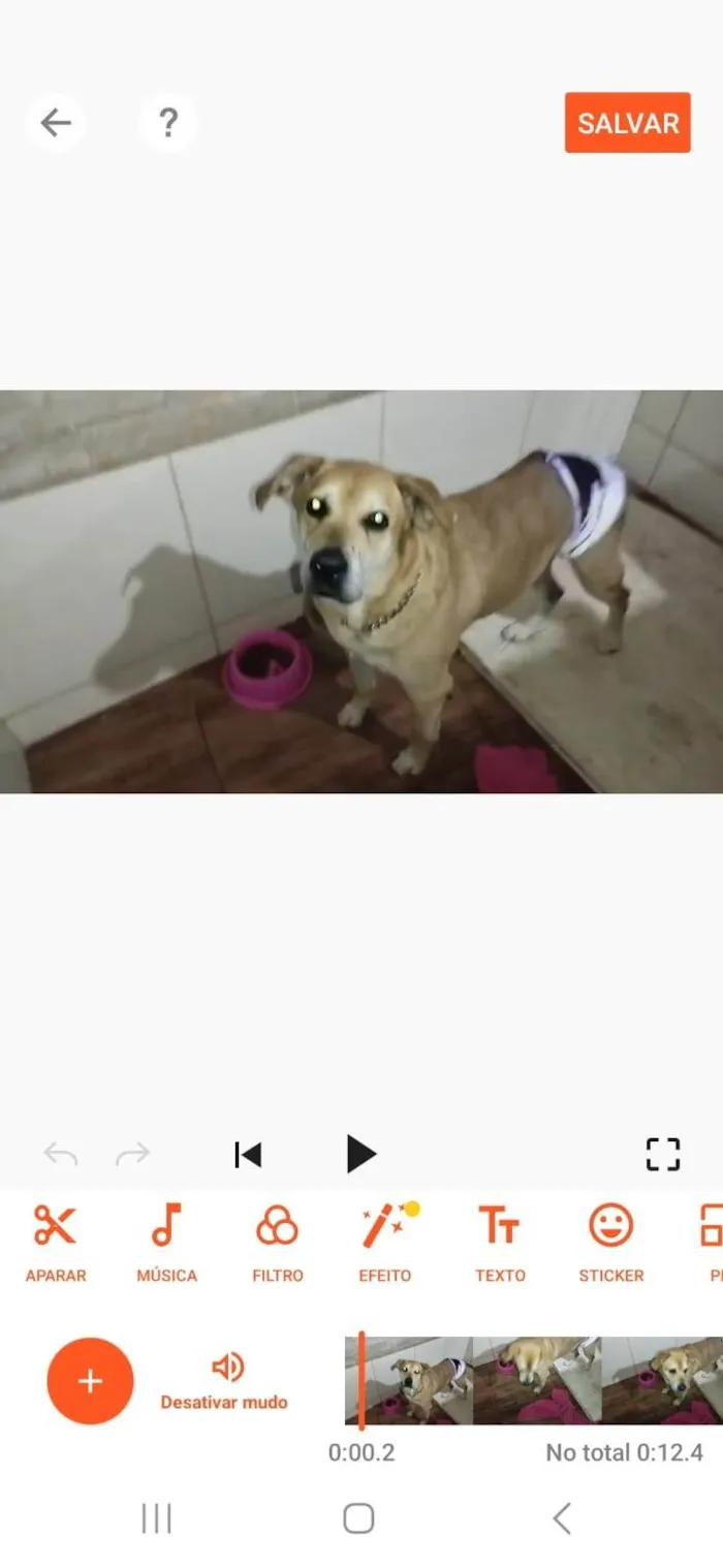 Cachorro ra a Labrador idade 5 anos nome Tangerina