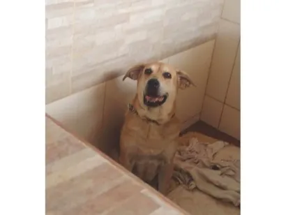 Cachorro raça Labrador idade 5 anos nome Tangerina