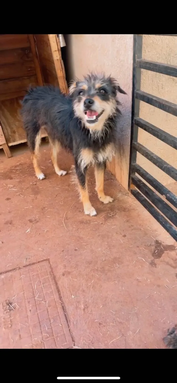 Cachorro ra a SRD-ViraLata idade 3 anos nome Rosalia