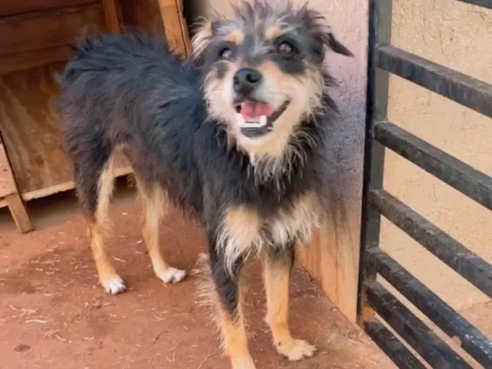 Cachorro ra a SRD-ViraLata idade 3 anos nome Rosalia