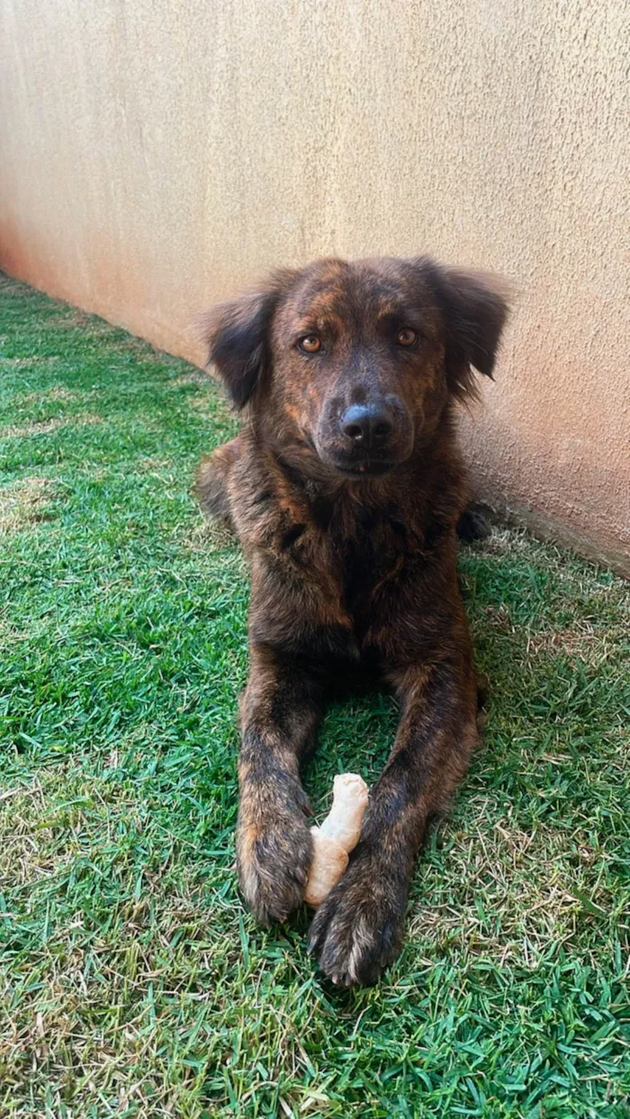 Cachorro ra a SRD-ViraLata idade 2 anos nome Luna