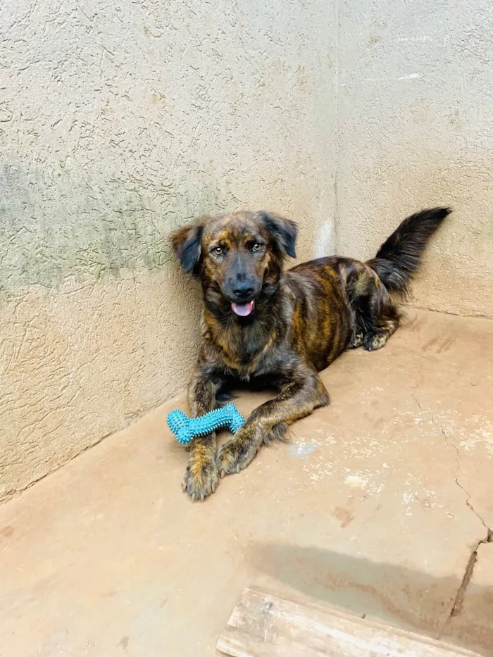 Cachorro ra a SRD-ViraLata idade 2 anos nome Luna