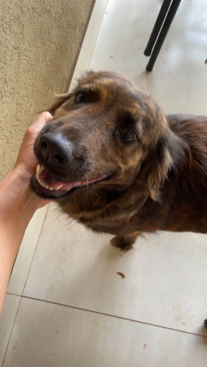 Cachorro ra a SRD-ViraLata idade 2 anos nome Luna