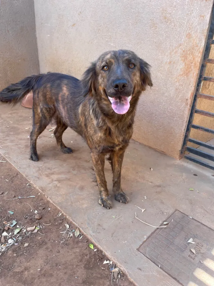 Cachorro ra a SRD-ViraLata idade 2 anos nome Luna