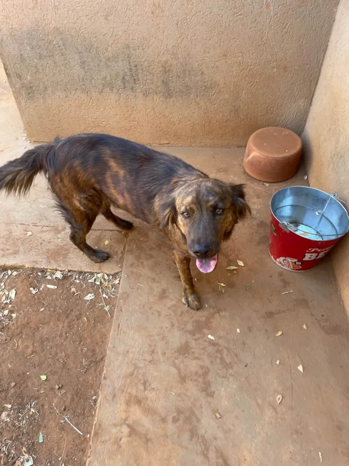 Cachorro ra a SRD-ViraLata idade 2 anos nome Luna