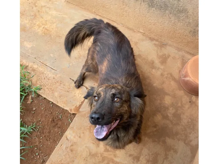 Cachorro ra a SRD-ViraLata idade 2 anos nome Luna