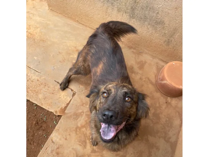 Cachorro ra a SRD-ViraLata idade 2 anos nome Luna