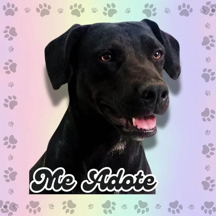 Cachorro ra a SRD-ViraLata idade 1 ano nome Luna