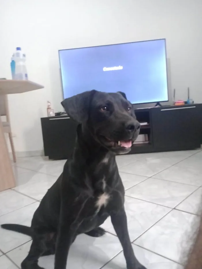 Cachorro ra a SRD-ViraLata idade 1 ano nome Luna