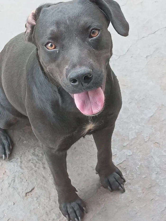 Cachorro ra a SRD-ViraLata idade 1 ano nome Luna