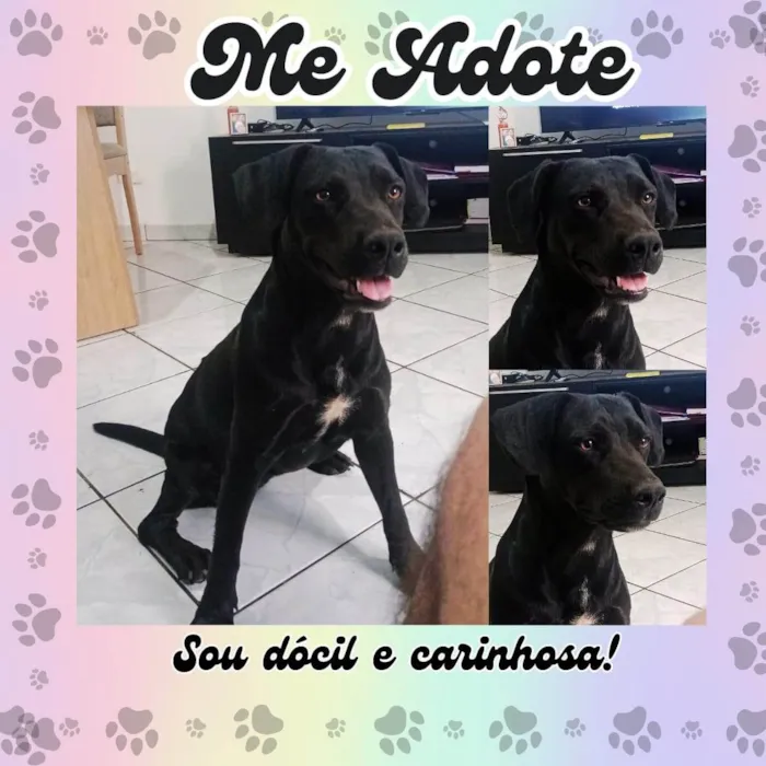 Cachorro ra a SRD-ViraLata idade 1 ano nome Luna