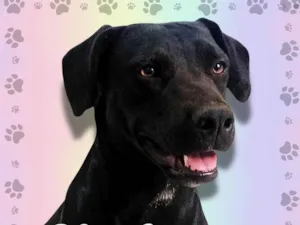 Cachorro raça SRD-ViraLata idade 1 ano nome Luna