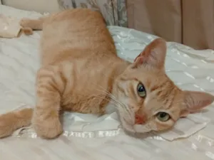 Gato raça SRD-ViraLata idade 1 ano nome Nala